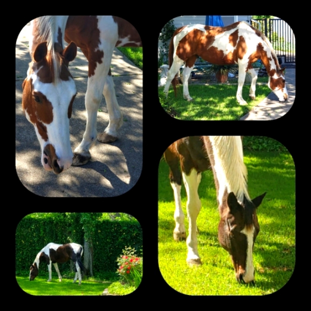 Rescue Updates... - Picture 4 of 13